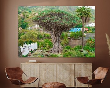 Famous dragon tree in Tenerife by Nicole