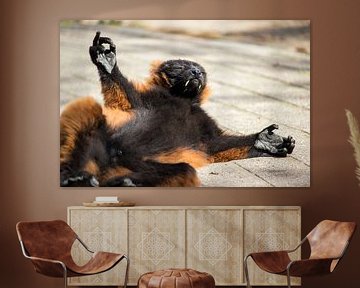 Red ruffed lemur in the sun by Rob Legius