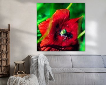 Mohn von De Cameragraaf