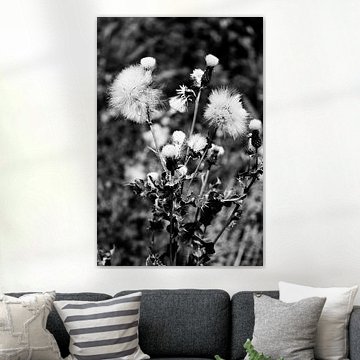 Fleurs sauvages en noir et blanc