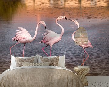 Flamingo's in de Camargue van Ron Poot