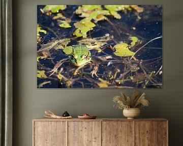 Frog