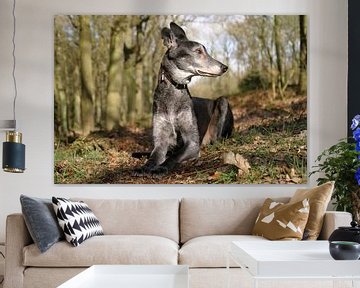 Greyhound van Patrick vdf. van der Heijden