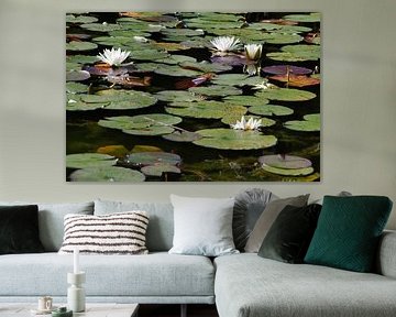 Seerose