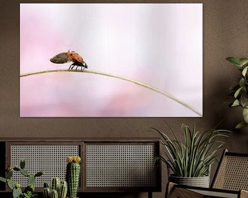 ladybug by Remco loeffen