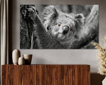 Het Rode Oog van de Koala - Contrasterende Schoonheid van Be More Outdoor