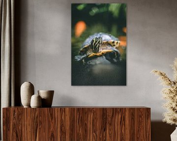 Portrait of a  yellow-bellied turtle by Rick Wiersma