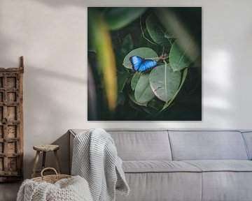 Blue butterfly Morpho peleides BLUE MORPHO