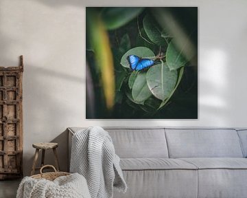 Blauer Schmetterling Morpho peleides BLUE MORPHO von Rick Wiersma