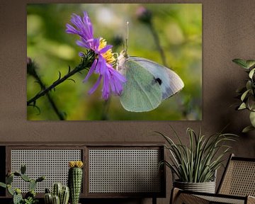 Papillon blanc sur fleur violette sur Annika Westgeest Photography