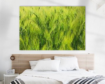 Wheat field