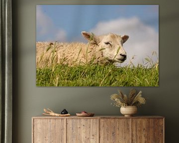 Moutons sur Natalie van der Hoeven