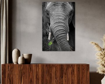 Zwart wit close-up van olifant met groen blad in slurf van Krijn van der Giessen