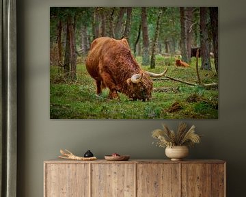 Grazende Schotse Hooglander stier in natuurgebied van Jenco van Zalk