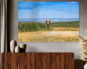 Afrikanischer Elefant von Ivo de Rooij