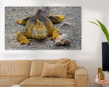 Sea iguana in Galapagos by Ivo de Rooij