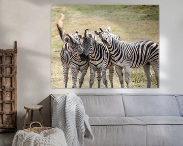 three zebras by Ivo de Rooij