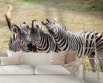 drei Zebras von Ivo de Rooij