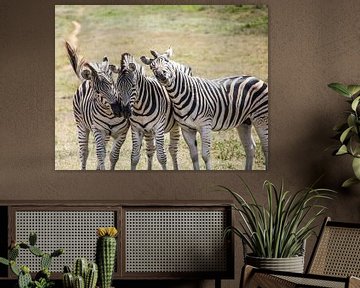 drie zebra's van Ivo de Rooij