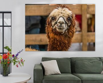 Bruine Alpaca van Ivo de Rooij