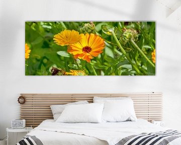 Marigold