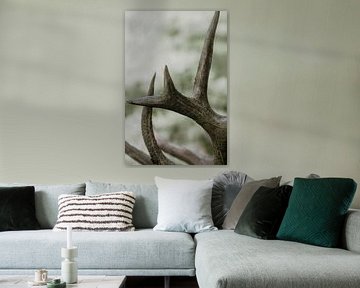 deer antlers
