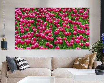 Roze tulpen in bollenveld Flevoland (Nederland)