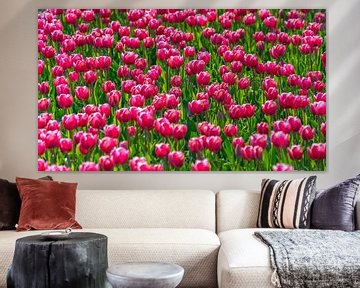 Roze tulpen in bollenveld Flevoland (Nederland) van Jessica Lokker