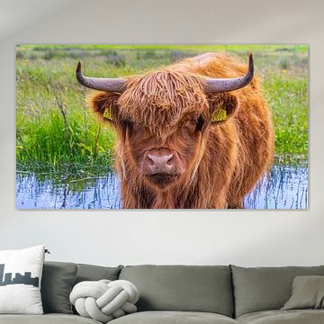 Le Highlander écossais à Kop van Noord-Holland