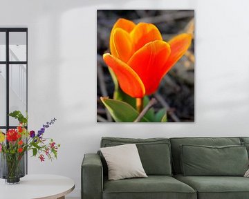 Tulp sur Rick van Zelst