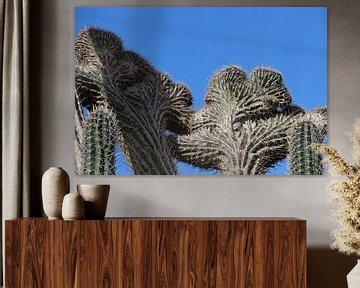 Duivelshand cactus op Bonaire. van Silvia Weenink