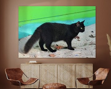 Zwarte kat op Bonaire. van Silvia Weenink