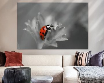 Zwartwit en rood, Lieveheersbeestje Macrofotografie van Watze D. de Haan