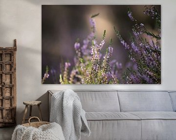 Flowering heather in the Veluwe by Karijn | Fine art Natuur en Reis Fotografie