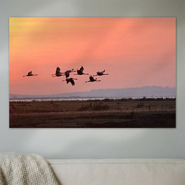 Common Cranes ( Grus grus ) in flight, early in the morning.