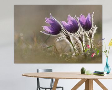 Küchenschellen, Kuhschellen ( Pulsatilla vulgaris ), erste Frühlingsboten, Frühblüher, Wildblumen. von wunderbare Erde