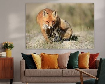 Rode vos ( Vulpes vulpes ), sluipend direct naar de camera met een sluwe blik, wildlife, Europa. van wunderbare Erde