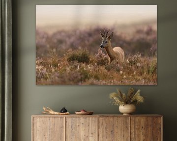 Roehert, reebok ( Capreolus capreolus ), in bloeiende heide, typisch, licht mistig laat in de zomerm van wunderbare Erde