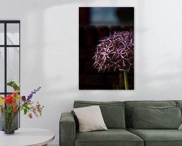 Schau (Allium) Pflanze von Alex van der Aa