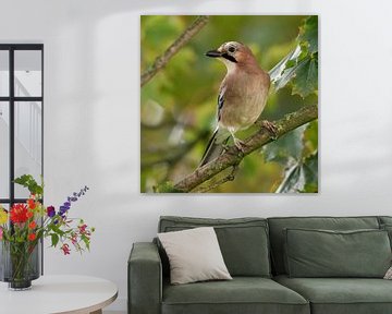 Jay ( Garrulus glandarius ), bewaker van het bos, zit in een boom en kijkt naar de dieren in het wil