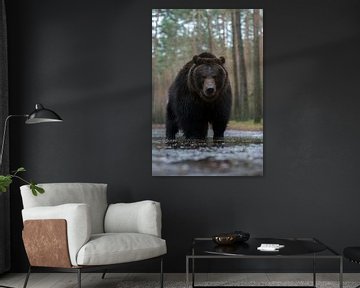 Brown Bear ( Ursus arctos ) standing in shallow frozen water at the edge of a forest, frontal shot,  by wunderbare Erde