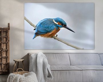 Kingfisher ( Alcedo atthis ), male in winter, hunting, watching for prey, wildlife, Europe. by wunderbare Erde