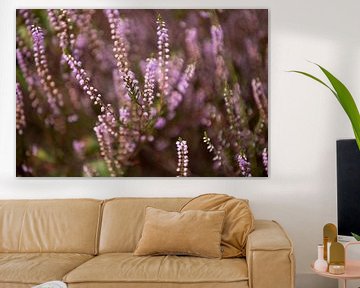 Blühende Pferdeheide in Drenthe von Karijn | Fine art Natuur en Reis Fotografie