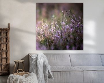 Fleurs de bruyère violette sur le veluwe sur Karijn | Fine art Natuur en Reis Fotografie