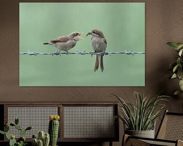 Neuntöter ( Lanius collurio ), Weibchen füttert bettelnden Jungvogel, wildlife, Europa.
