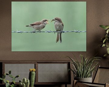 Neuntöter ( Lanius collurio ), Weibchen füttert bettelnden Jungvogel, wildlife, Europa. von wunderbare Erde