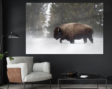 Amerikaanse bizon ( Bison bison ), bizonstier zoekt de weg door hoge sneeuw Yellowstone NP, Wyoming, van wunderbare Erde