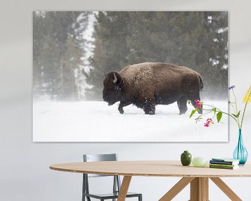 Amerikaanse bizon ( Bison bison ), bizonstier zoekt de weg door hoge sneeuw Yellowstone NP, Wyoming, van wunderbare Erde