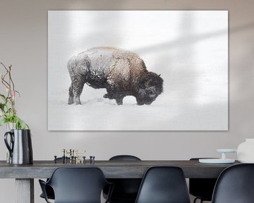 American bison ( Bison bison ) during blizzard, rolling snow, pawing the ground, searching for food, by wunderbare Erde
