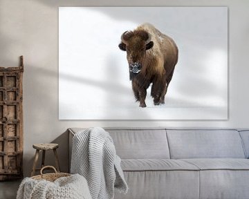 Amerikaanse Bison ( Bison bison ) in de winter, rennend naar de fotograaf, direct oogcontact, Yellow van wunderbare Erde